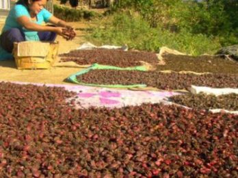 aalaichi-pic-560x280