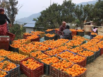 orange_VZ9P5SKJLW_MtYWGL8mpP